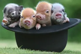 那些特殊的宠物——“猪”图片