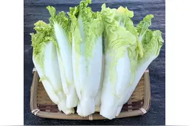 广良引进甜美白菜苔，芽用型结球白菜，清香柔嫩图片