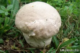 「地球生物全系列——从单细胞到人类」伞菌目—马勃科图片