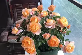 养花需牢记：三种土不能用、五种水不能浇、八种肥不能施图片