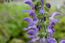 关于蜜粉源植物大规模栽培饲养蜜蜂的可行性研究图片