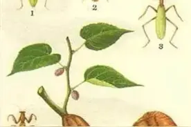 老话“公牛不上床，去找大刀郎螂”啥意思 ？图片
