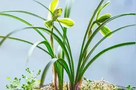 南方兰花栽培技术视频封面