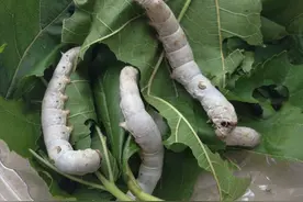 学生科普实践：了解蚕的一生图片