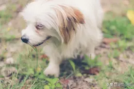 狗狗走丢怎么办？铲屎官必须关注的宠物鼻纹识别了解一下图片
