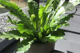 繁殖盆栽鸟巢蕨的指南，用孢子繁殖，还是分株繁殖？图片