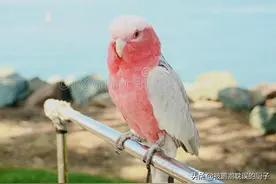 粉色巴丹鹦鹉，其中最“脏”的亚种，厨子也是第一次听这一说法图片