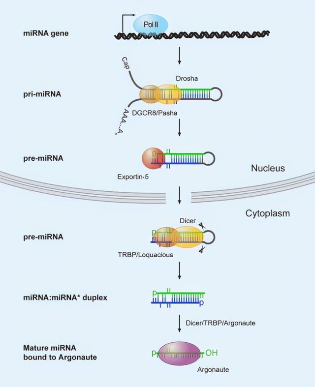 基因功能研究的那些套路你知道多少？（中）