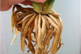 如何处理君子兰伤根图片