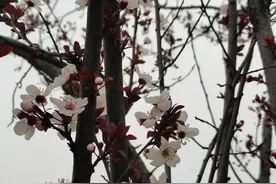 春光正好，赏花趁早——南阳踏青赏花线路汇总！图片