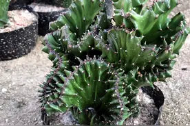 玉麒麟的生长奥秘图片