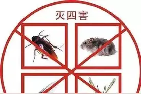 「创卫知识」灭“四害”干货图片