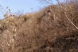 年轻夫妻在家后面的土坡上挖洞居住，其实是有目的的图片