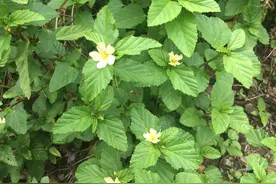 农村一种野草，人称“感冒草”，用来煮水好处多，清热去湿效果好图片