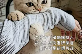 家养猫出现咬人行为，不要马上责骂它，可能背后有这4个原因图片