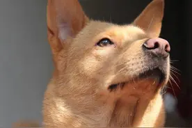 民间故事：动物有情图片