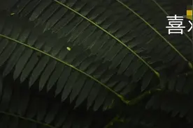 各种版本的《喜欢你》你pick哪一个图片