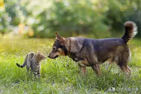 农村俗语：不怕半夜家狗哭，就怕老猫进家门，啥意思？有道理吗？图片