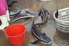 花400块钱买了条大鱼，回家尝过之后，老公说，这钱花得值图片