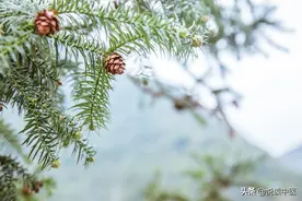 国医大师朱良春治疗关节疼痛的“独家验方”图片