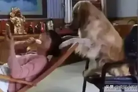 女儿送给妈妈一只金毛，半年后见到时，看呆了图片