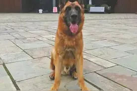 它是汶川地震中战功卓越的搜救犬，十四岁时走完了自己传奇的一生图片