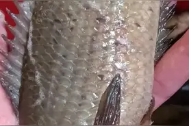 最美味的淡水鱼，却因长得像罗非，很多人钓上来就扔了图片