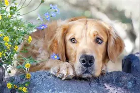 未来世界变得奇幻，单身就要变成狗，没有对象就会变成动物