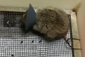 动物界吃粑粑行为大赏丨人类不吃粑粑，难道是文明的傲慢？图片