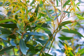 桉树，到底是不是“毒树”？图片