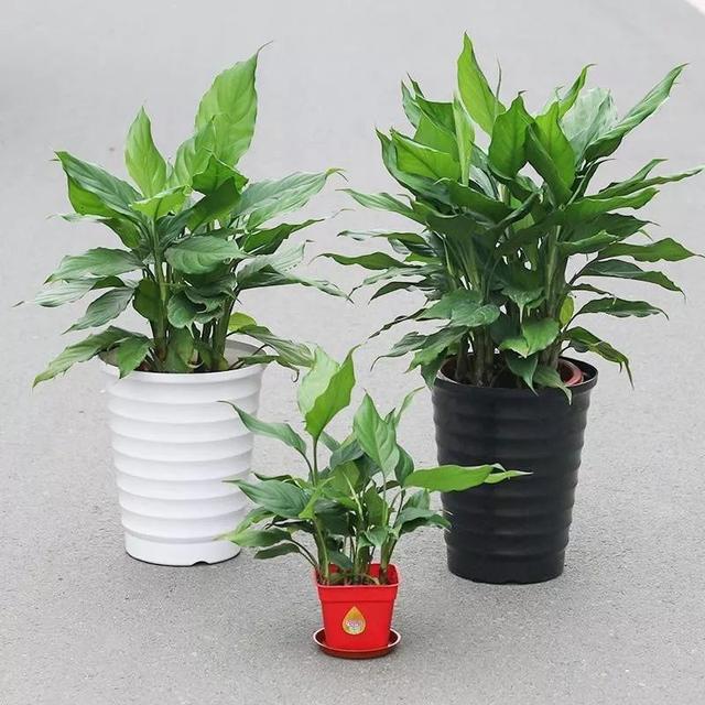 5种耐阴的大绿植,满满的热带度假风,最适合摆客厅(室内大叶植物有哪些