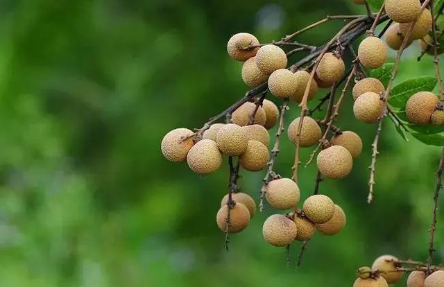 龙眼种植技术（被誉为果中圣品的龙眼全套栽培技术请收好）