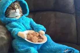 靠人不如先靠己（系列二）——如何自行对猫咪进行外伤处理。图片