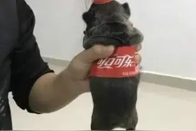 每喝一瓶可乐，就有一只小奶狗失去生命，没有买卖就没有伤害。图片