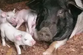 猪流眼泪是什么原因？猪流眼泪是怎么回事？看完本文就明白了图片