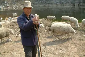 农村总是选择在下午放羊，是习惯还是科学？放羊娃说出了原因图片