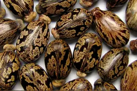 农村5种常见的野果有毒，不能吃要警惕，但价值珍贵，你知道多少图片