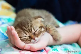 yue！猫总是用屁股怼人脸上，啥毛病？图片