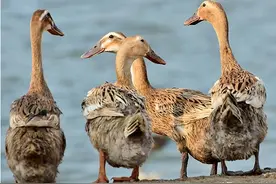 鸭群出现摇头、零星瘫痪怎么办？教你一招轻松解决图片