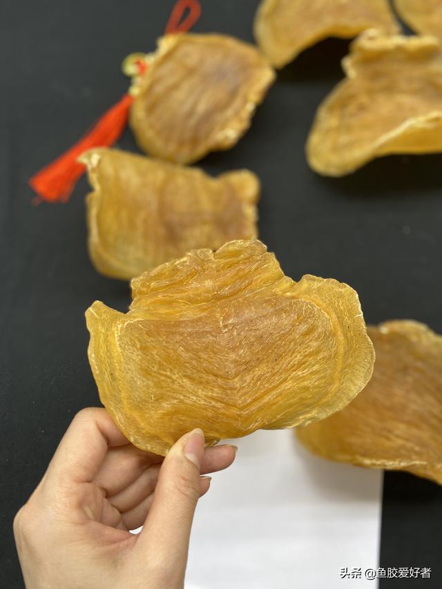 真品红鸡赤嘴鱼胶图片 养殖 2026年红鸡赤嘴鱼胶的功效与作用