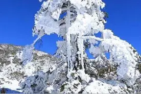 笑不笑由你之五十三，青松图片