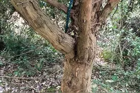 柘木：低调树种，古称“帝王木”、“黄金木”……图片