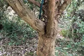 柘木：低调树种，古称“帝王木”、“黄金木”……图片