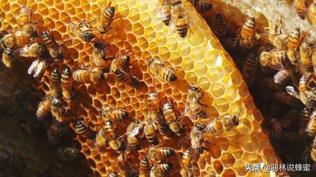 鸟类如何繁殖后代（快速将蜂群繁殖成为强蜂群）