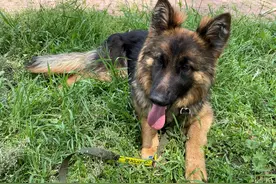 中国刑警学院淘汰犬最高拍出33万，训导员想拍下自养，有竞购者称买到当儿子养，有人准备了北京郊区院子图片