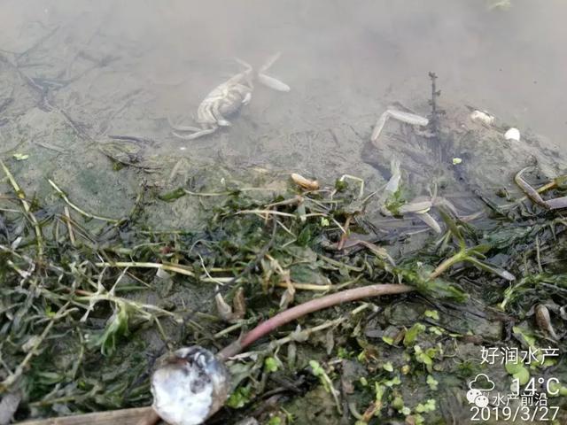 氨氮、亚硝酸盐超标将给虾蟹苗带来这些危害！虾蟹苗中毒怎么办？