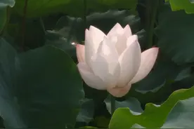 看到精致的尼姑，你想起谁？我想起仪琳小师妹图片