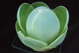 10种外形奇葩的多肉绿植，盘点奇异植物图片