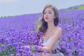 美如画的薰衣草花海图片