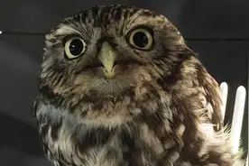 野生猫头鹰太胖导致无法飞行，动物保护者帮助它节食减肥图片